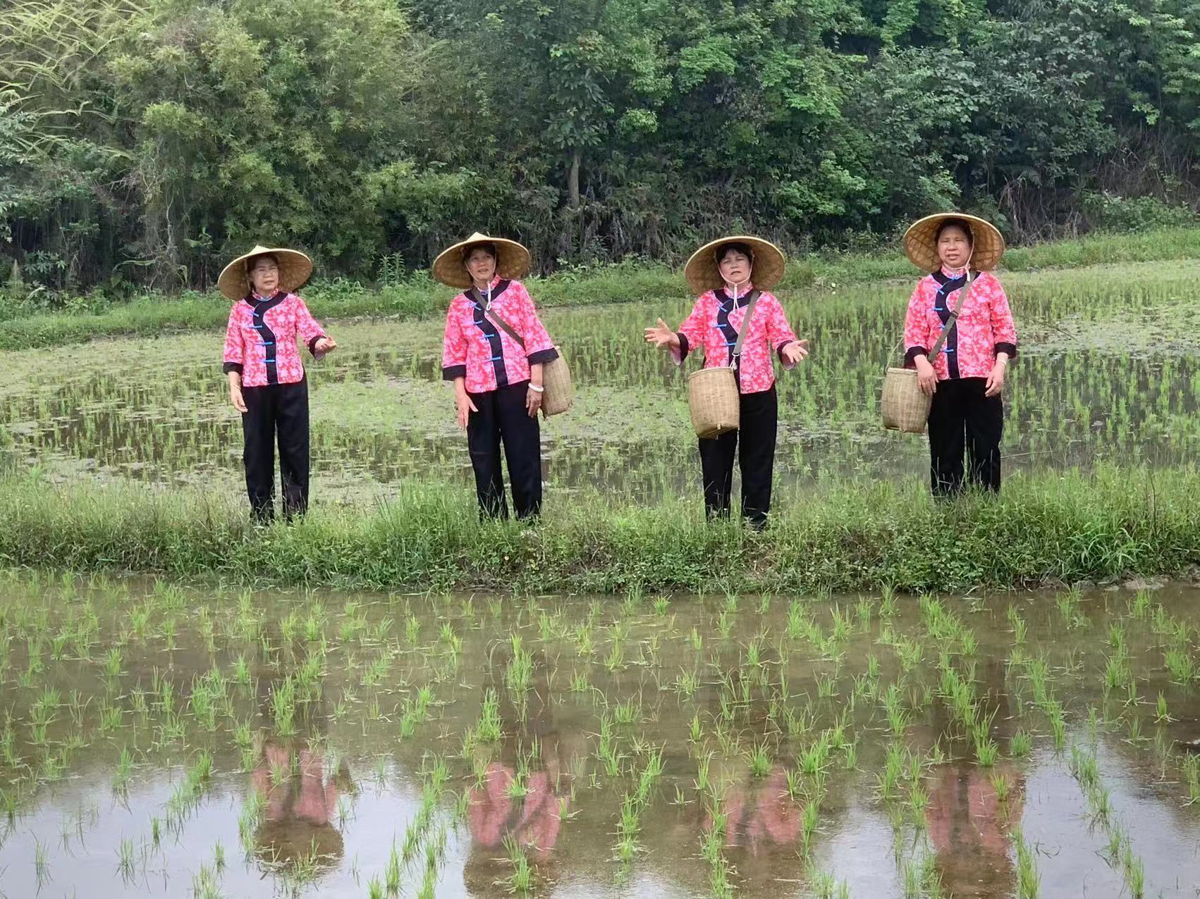 梯面客家嫂在田间地头唱响好家风山歌.jpg