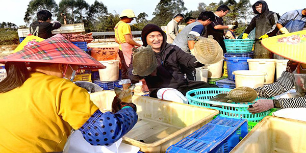 葡京
赤坭镇：人欢鱼跃好“丰景”