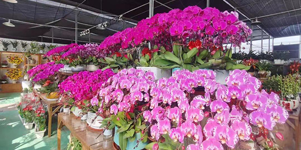 葡京
2025迎春花市明天启市   活动在花卉之都园区举办，为期4天