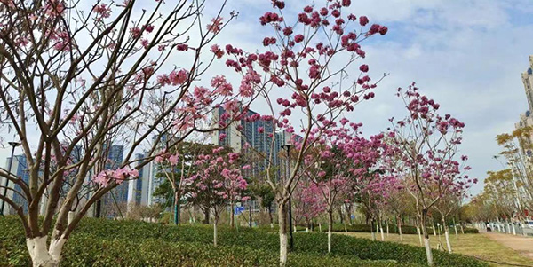 轻轨公园惊艳亮相    葡京
首座绿美生态共享公园开园