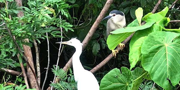 葡京
守护迁飞通道  全力维护生态平衡