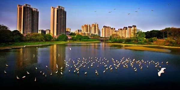 迁飞的候鸟 葡京
欢迎你