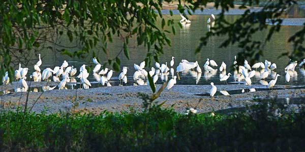 新地标！葡京
白鹭公园正式开放