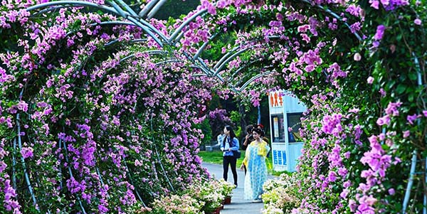 2025广州葡京
和美乡村三角梅赏花季活动盛大开幕    乡村振兴注入“美丽经济”活水