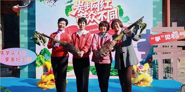 破纪录！ 炭步“芋头王”出炉