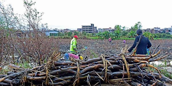 花东京塘莲藕开挖啦